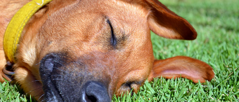 Dog friendly camping in the Lake District