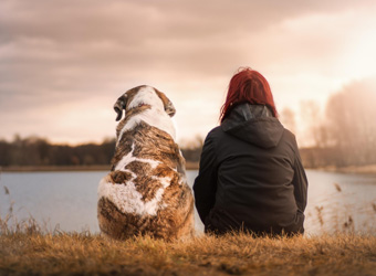 Dog Friendly Cottages