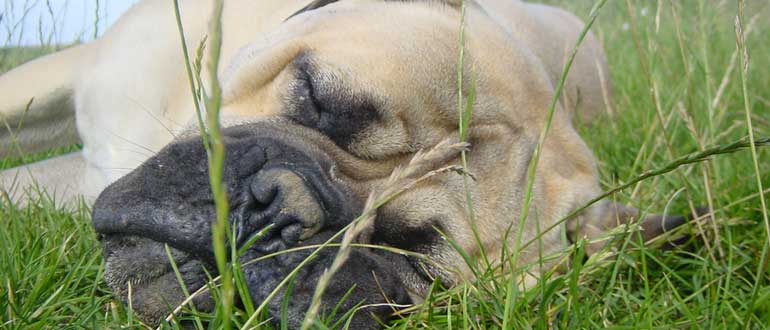 Dog friendly Glamping in the Lake District