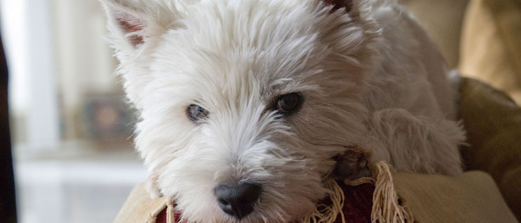 Dog friendly inns in the Lake District