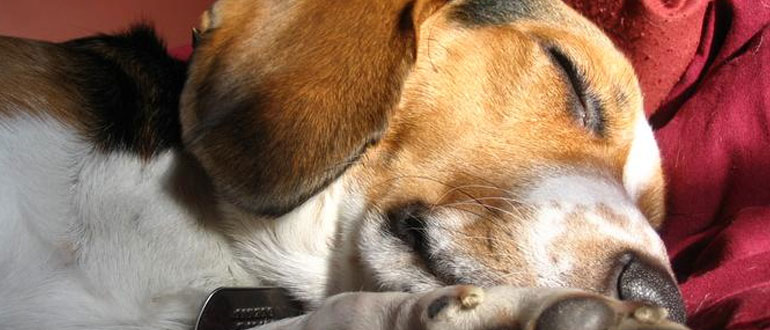 Dog friendly Motorhome Hire in the Lake District