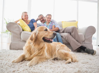 Dog Friendly Retreats