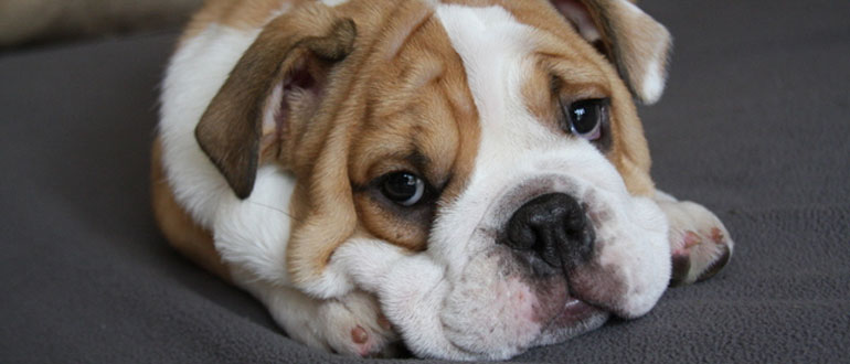 Dog friendly self catering cottages in the Lake District