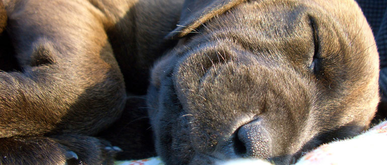 Dog friendly accommodation in the Lake District