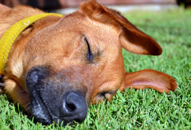 Dog friendly camping Lake District