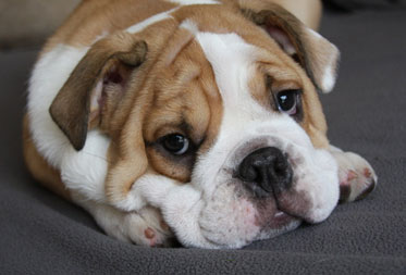 Dog Friendly Self Catering Cottages Lake District