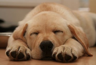 Dog Friendly Hotels in the Lake District