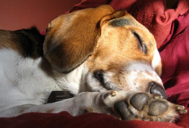 Dog Friendly Luxury Accommodation