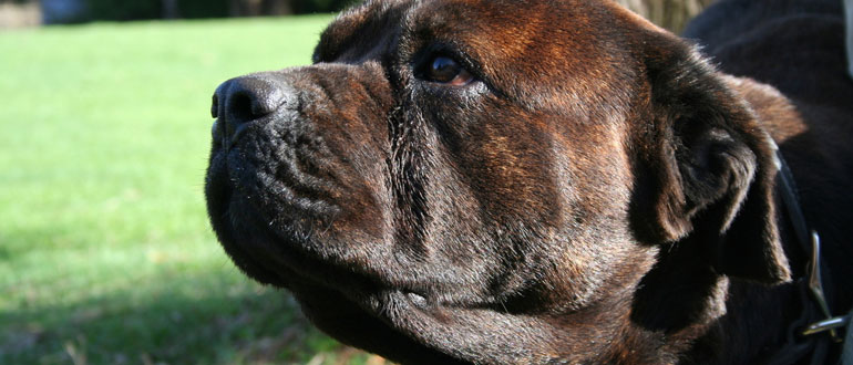 Dog friendly places to eat in the Lake District