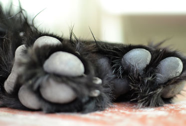 Dog groomers in the Lake District