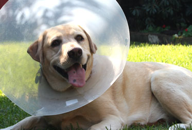 Dog health care in the Lake District