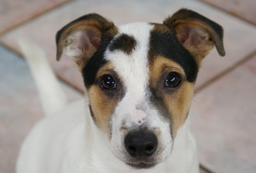 Dog kennels in the Lake District