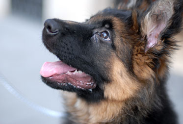 Dog training & behaviour in the Lake District