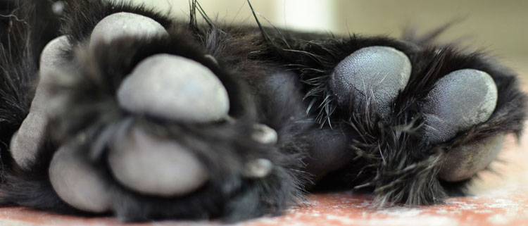 Dog Groomers in the Lake District