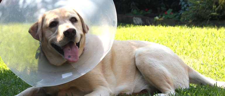Dog health care in the Lake District