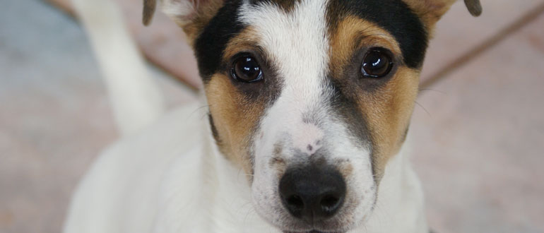 Dog Kennels in the Lake District
