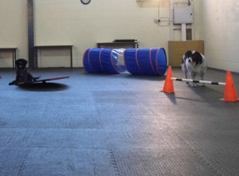 Pawesome Dog Training