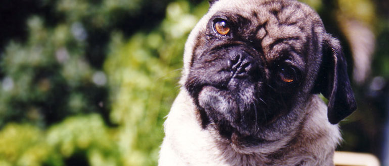 Dog friendly pubs in the Lake District